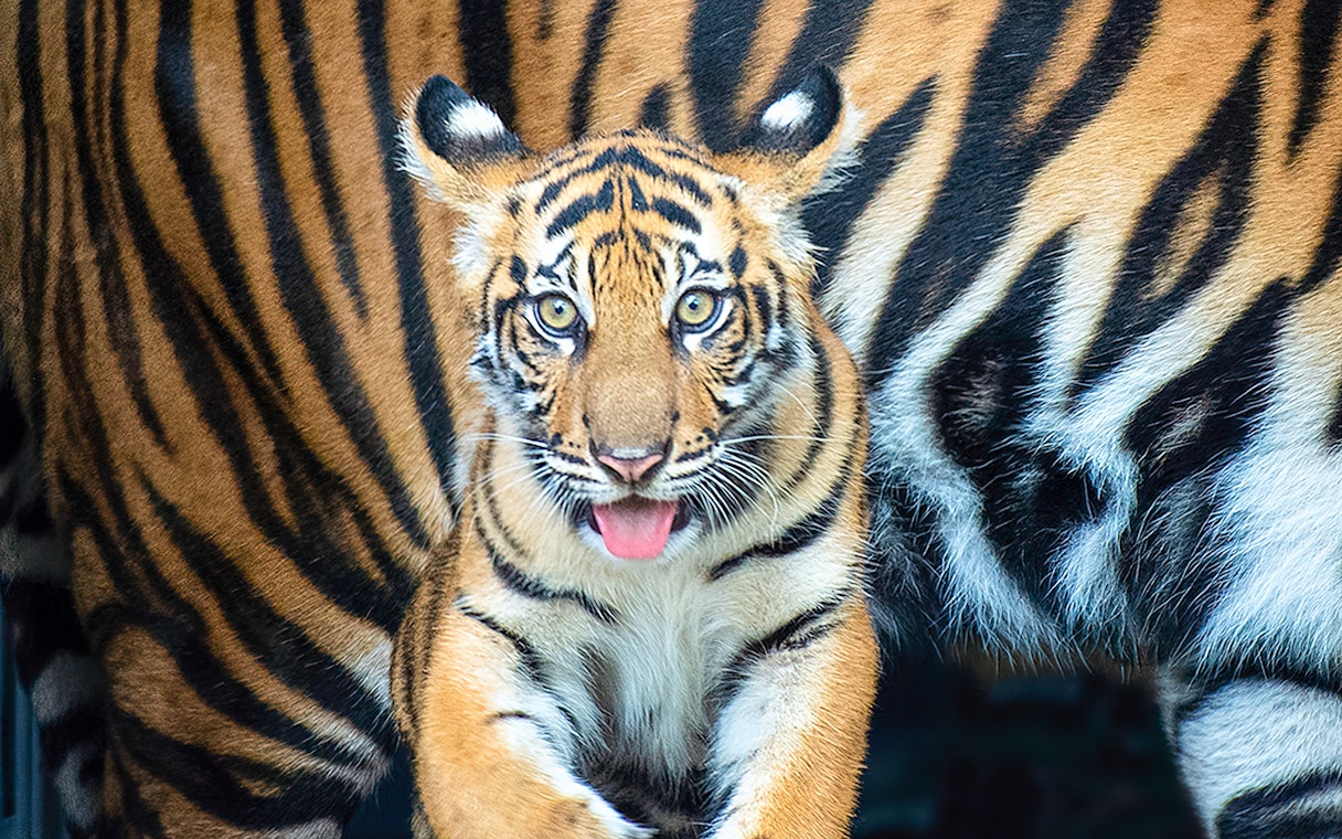 Tiger cub at Zoo Miami.