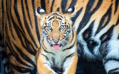 Tiger cub at Zoo Miami.
