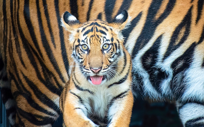 Tiger cub at Zoo Miami.