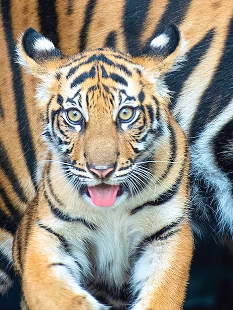 Tiger cub at Zoo Miami.