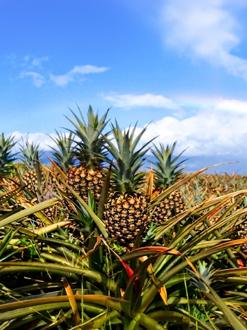 Pineapple plants at a Maui plantation with a clear blue sky.