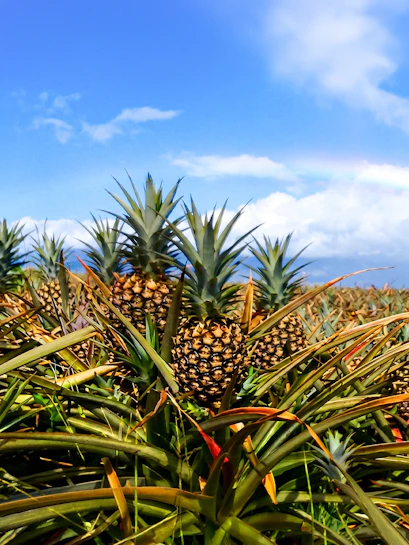 Pineapple plants at a Maui plantation with a clear blue sky.