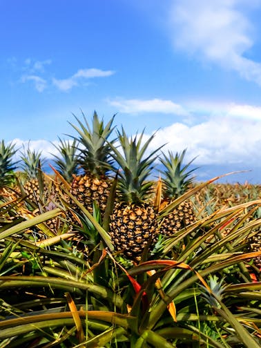 Maui Ananas Çiftliği Turu
