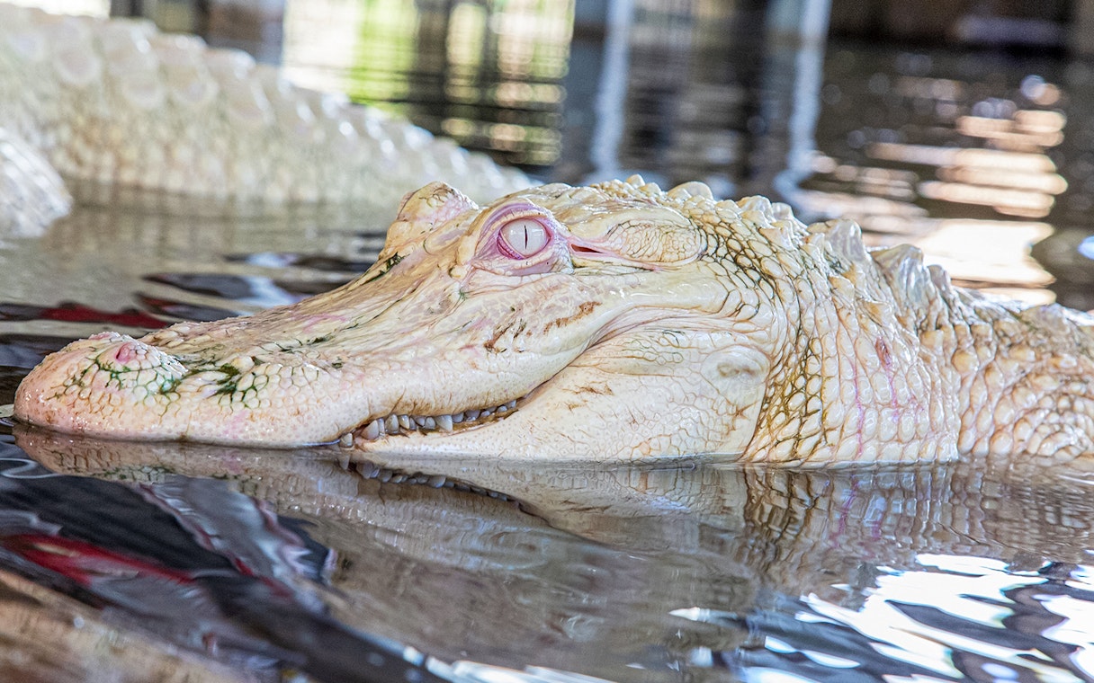 Leucistic alligator with pale skin and light-colored eyes in water.