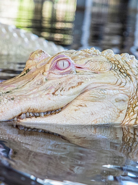 Leucistic alligator with pale skin and light-colored eyes in water.