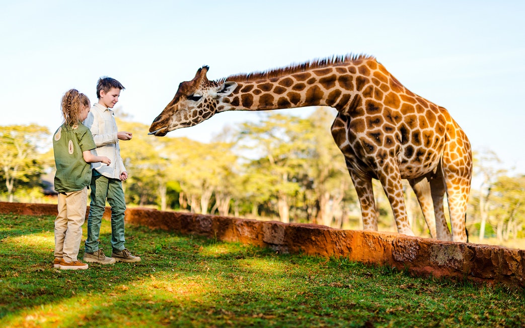 Kids feeding a giraffe at a wildlife park.