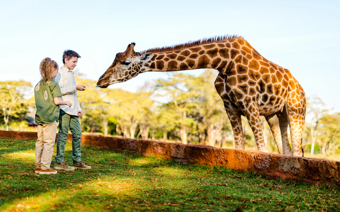 Kids feeding a giraffe at a wildlife park.