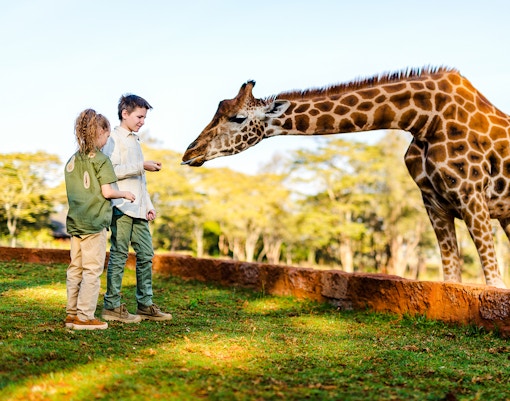 Kids feeding a giraffe at a wildlife park.