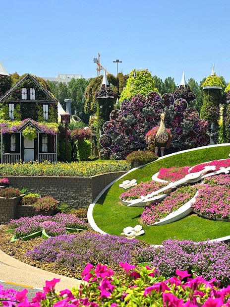 Floral clock surrounded by vibrant flowers at Dubai Miracle Garden.