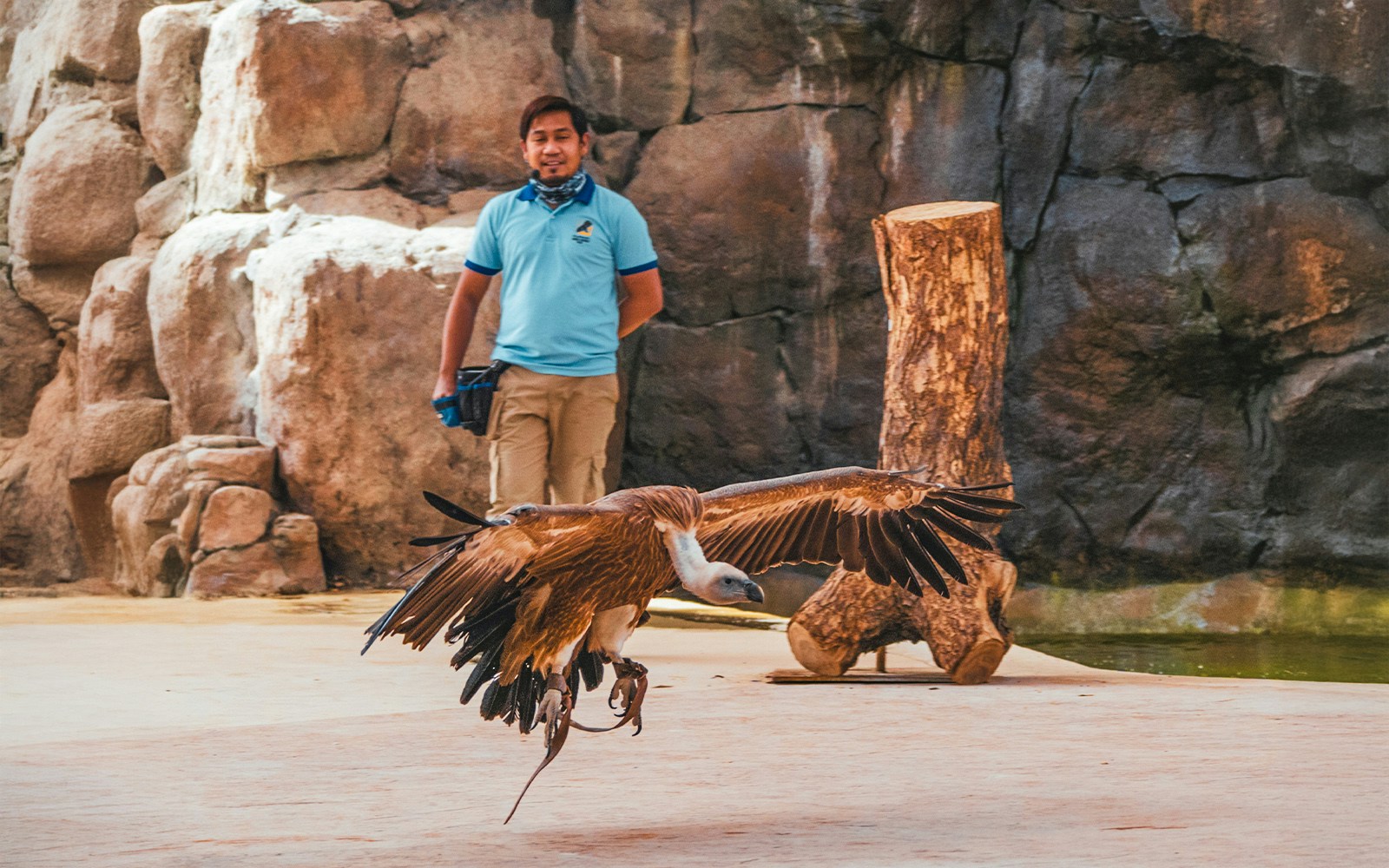 Vulture flying during bird show at Dubai Safari Park with handler in background.