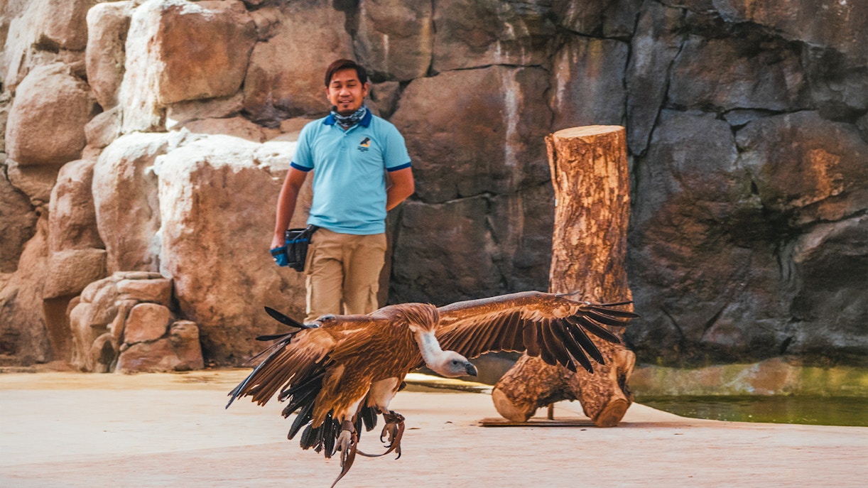 Show and encounter timings