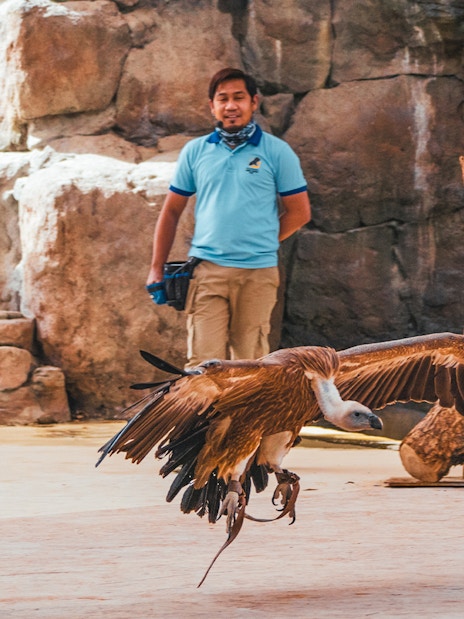 Vulture flying during bird show at Dubai Safari Park with handler in background.