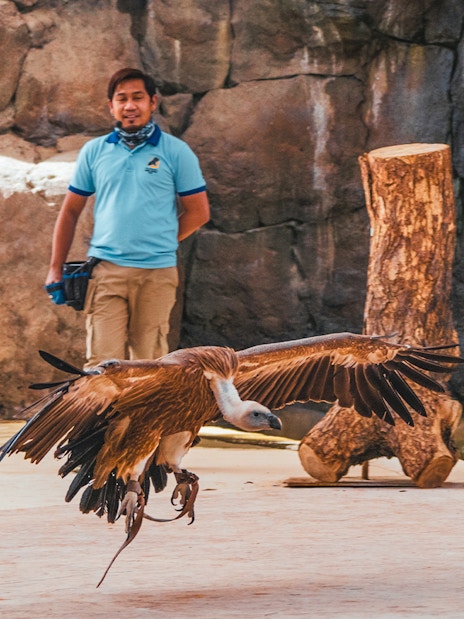 Vulture flying during bird show at Dubai Safari Park with handler in background.