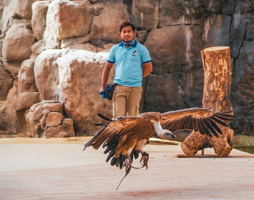 Vulture flying during bird show at Dubai Safari Park with handler in background.