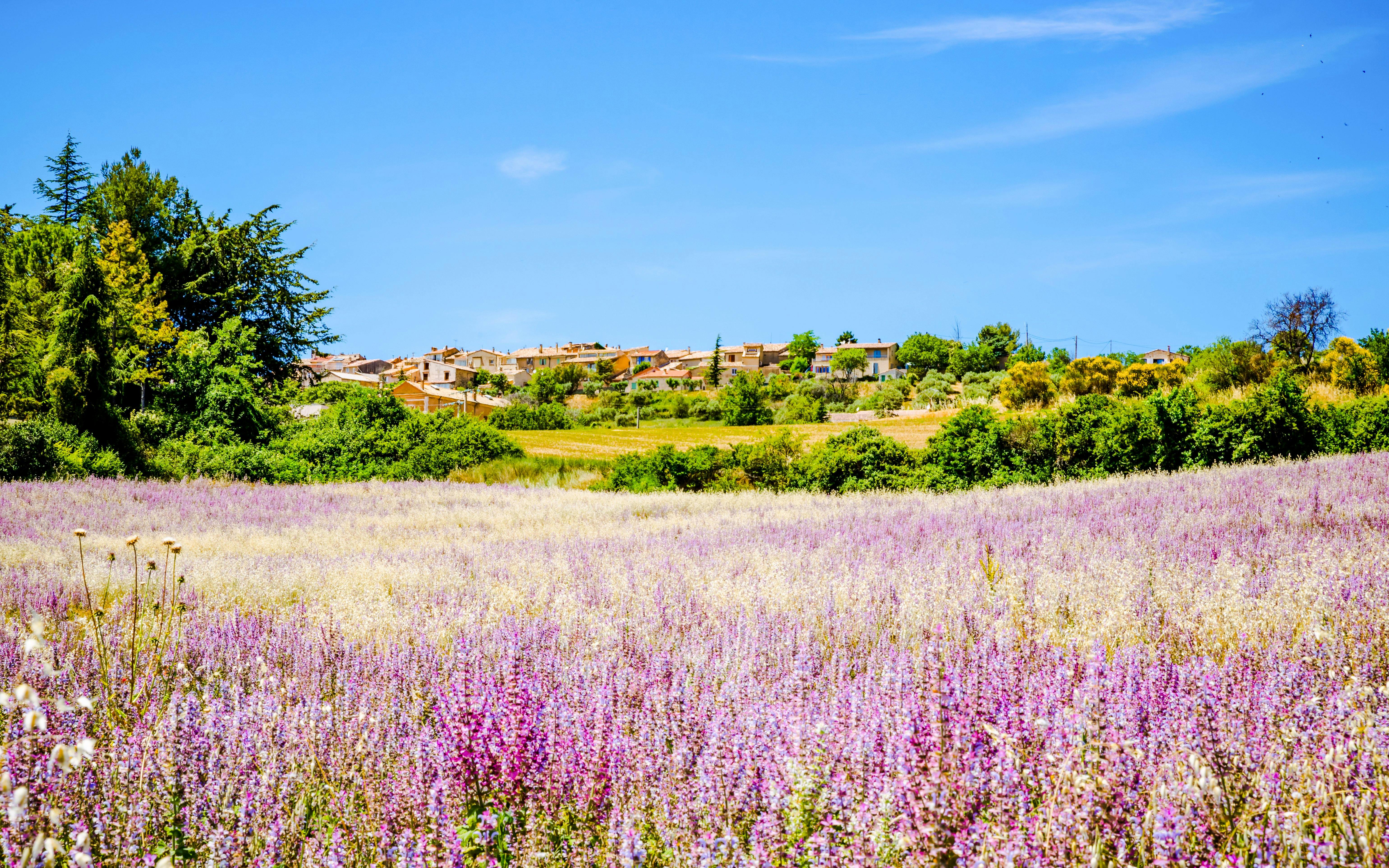 Lavender fields with village in background, Plateau de Valensole, France.