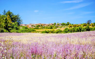 Lavender fields with village in background, Plateau de Valensole, France.