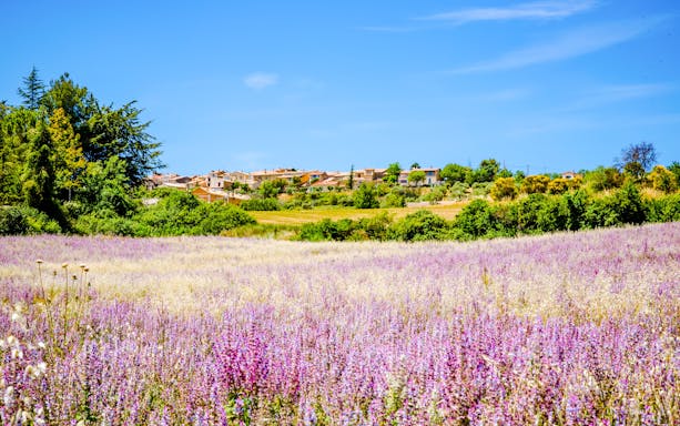 Lavender fields with village in background, Plateau de Valensole, France.
