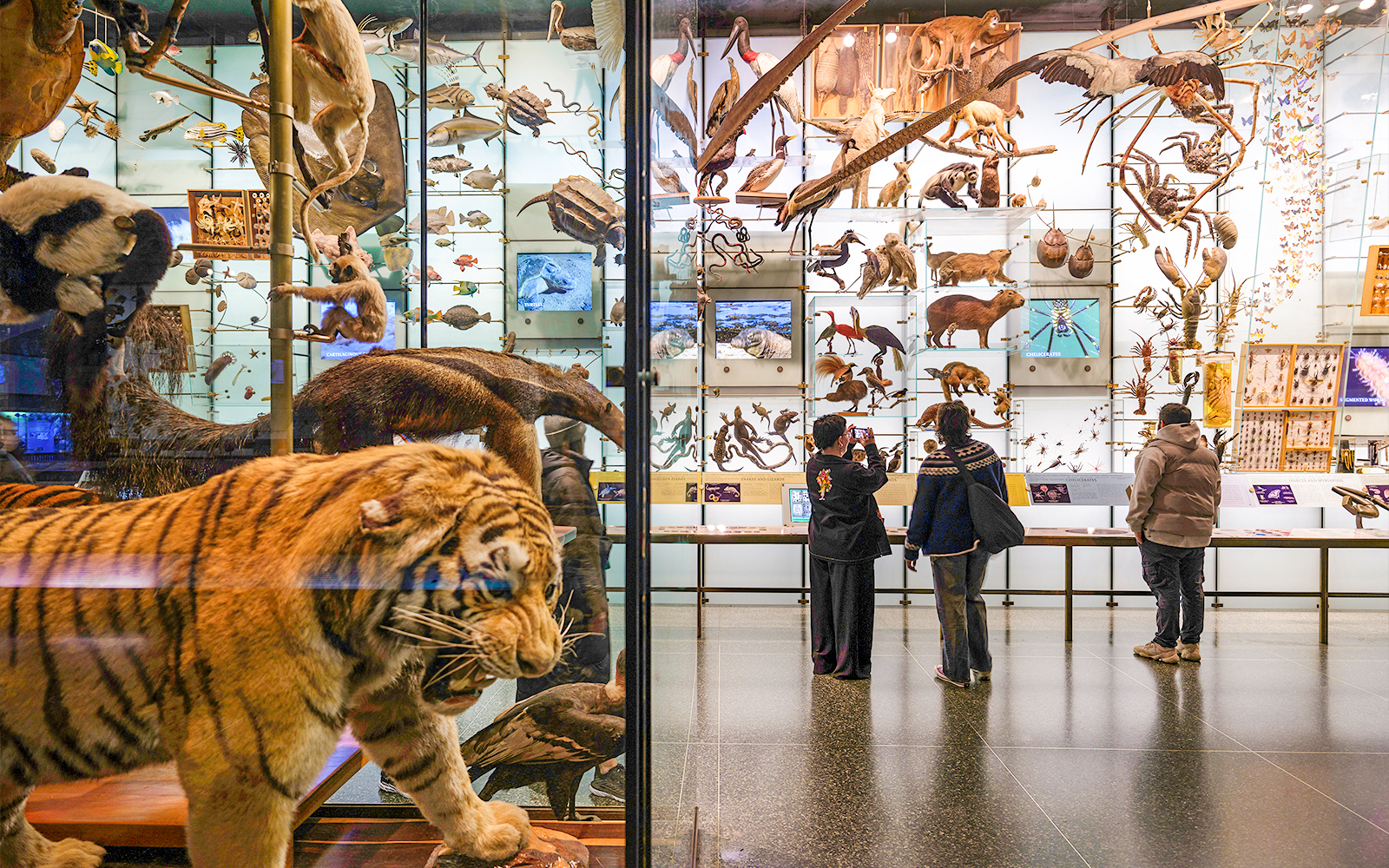 Diorama of diverse animal species at American Museum of Natural History, visitors observing exhibits.