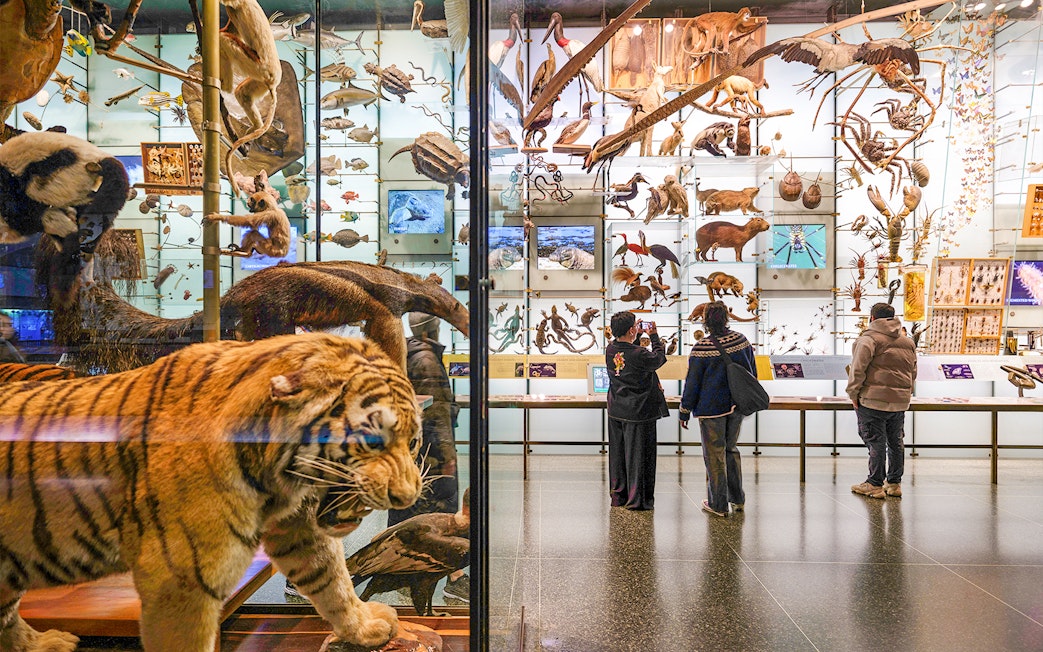 Diorama of diverse animal species at American Museum of Natural History, visitors observing exhibits.