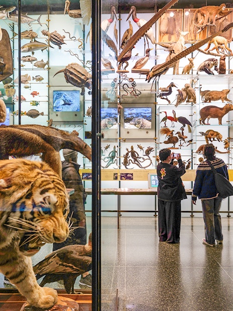 Diorama of diverse animal species at American Museum of Natural History, visitors observing exhibits.
