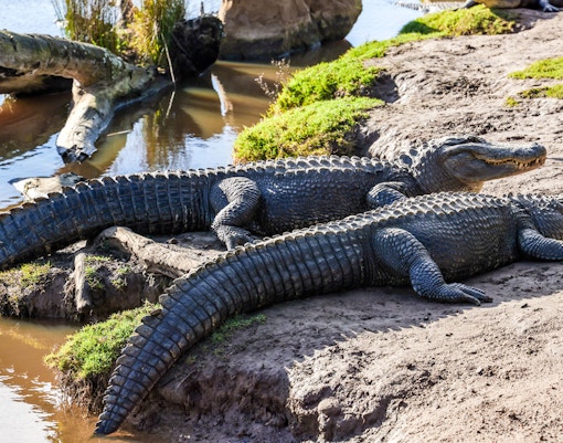 Freshwater crocodile resting on a rock