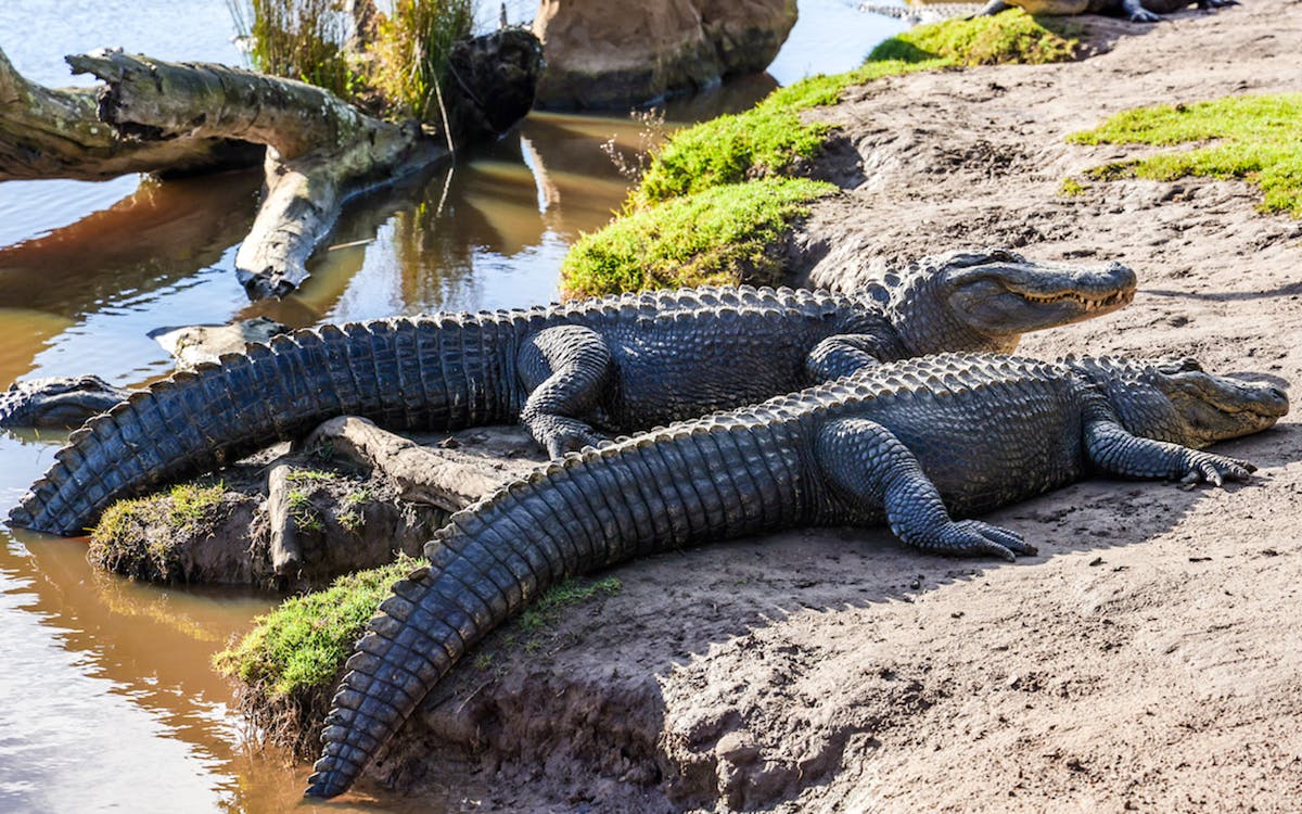 tickets to hunter valley wildlife park-7 tickets to hunter valley wildlife park-7