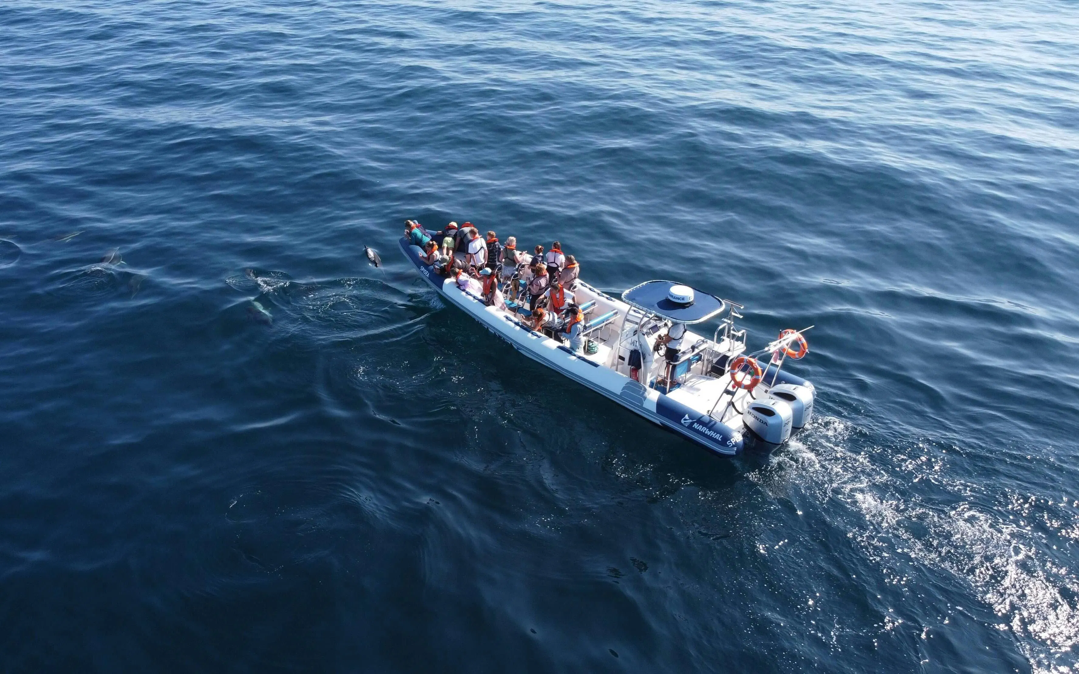 From Lagos: Dolphin Watching Cruise