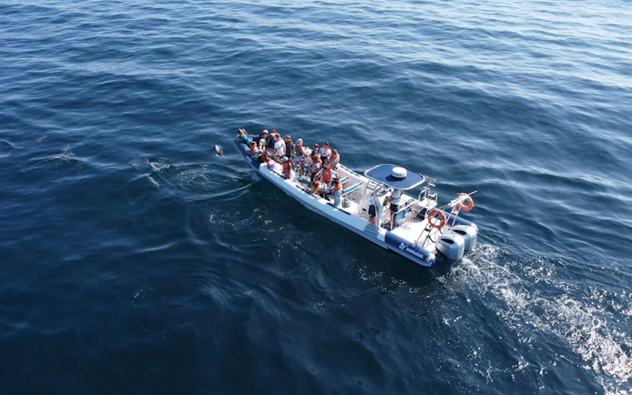 Boat with tourists watching dolphins in the ocean near Lagos.