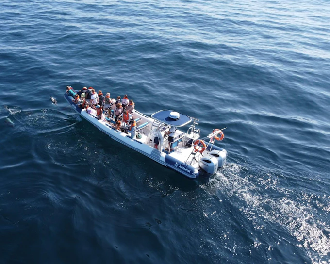 From Lagos: Dolphin Watching Cruise (Headout 49884)
