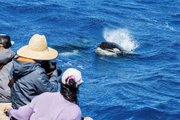 killer whale-watching expedition in bremer canyon-4