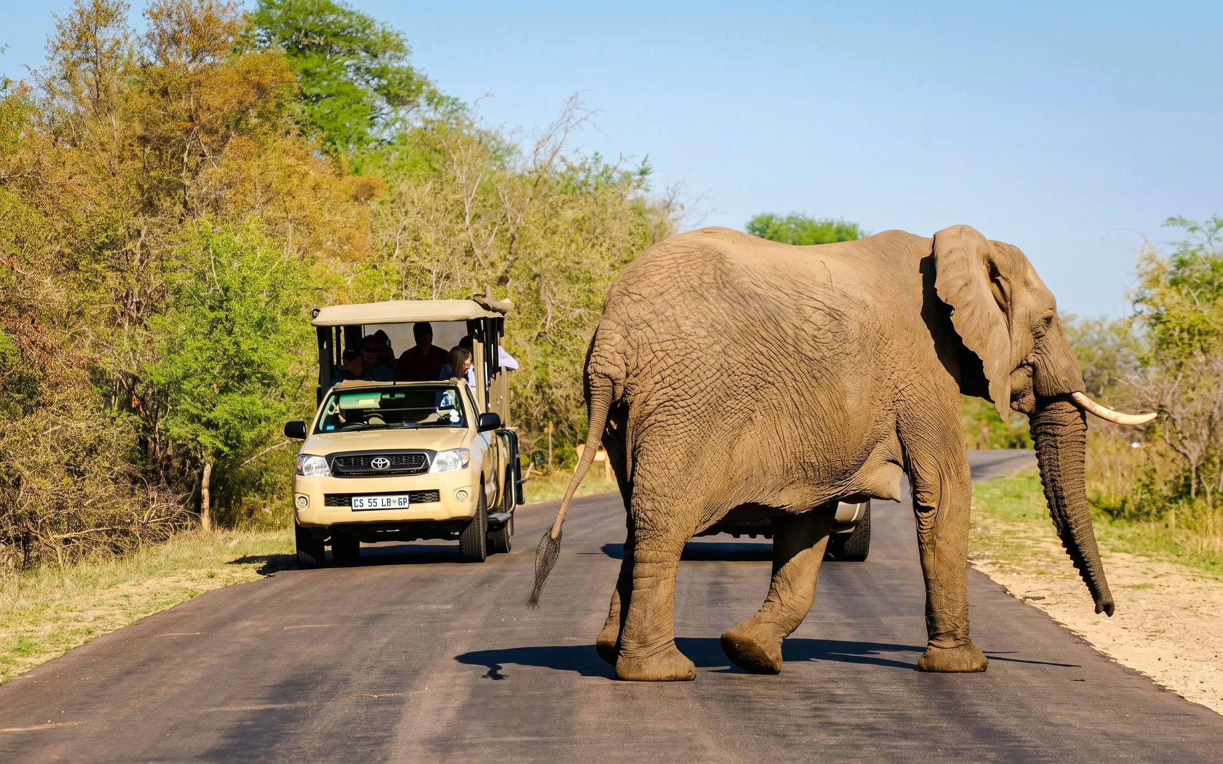 Elephant crossing road during Kruger Park Safari Drive with tour vehicle nearby.