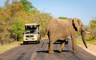 Elephant crossing road during Kruger Park Safari Drive with tour vehicle nearby.