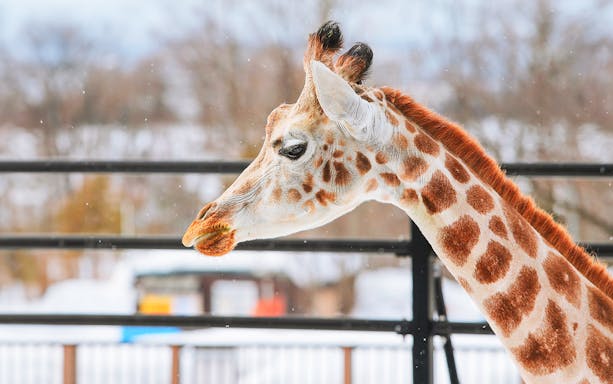 Giraffe at Asahiyama Zoo in Hokkaido during a 1-day tour.