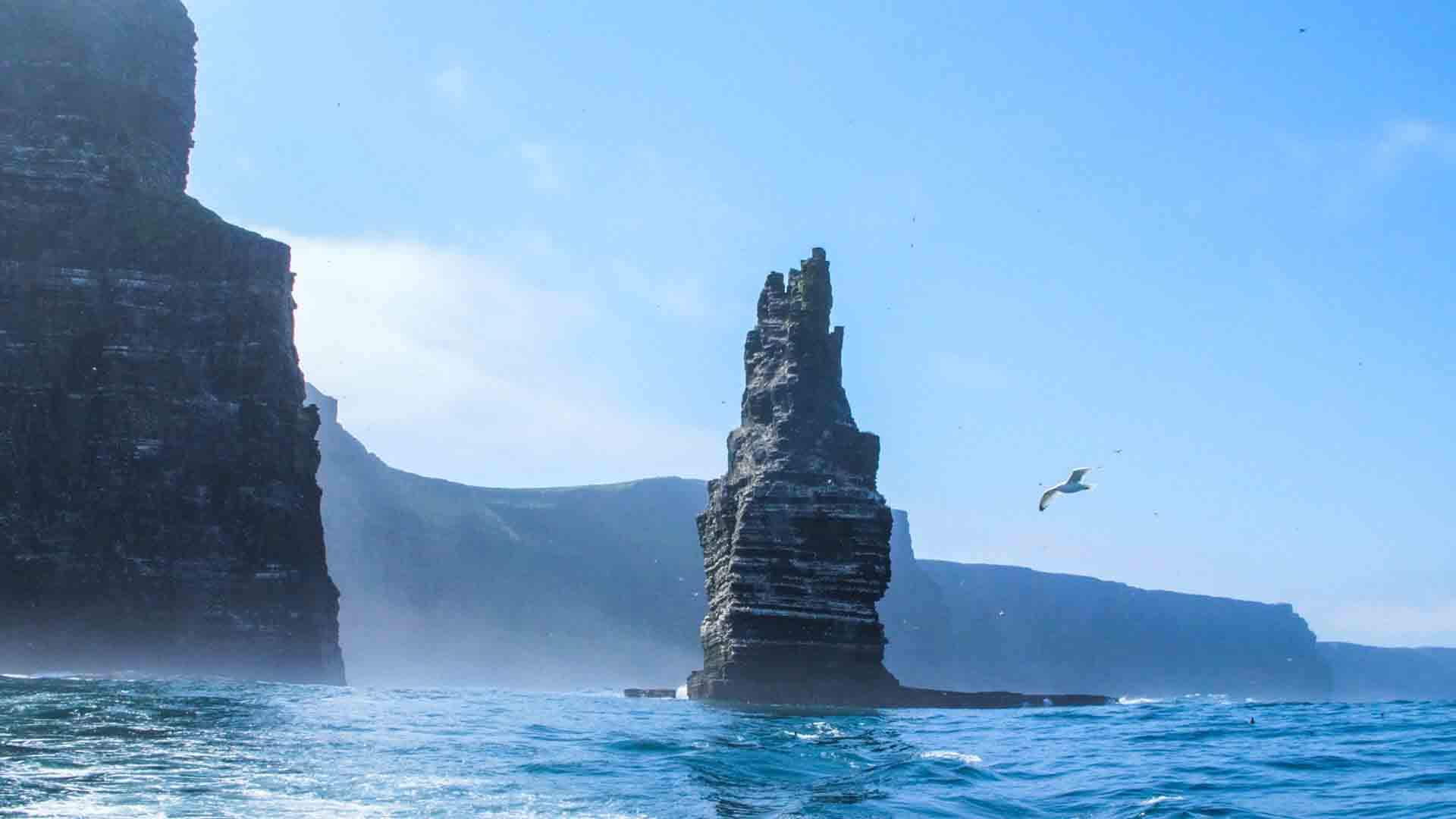 Cliffs of Moher sea stack with seagull flying over ocean, Ireland.