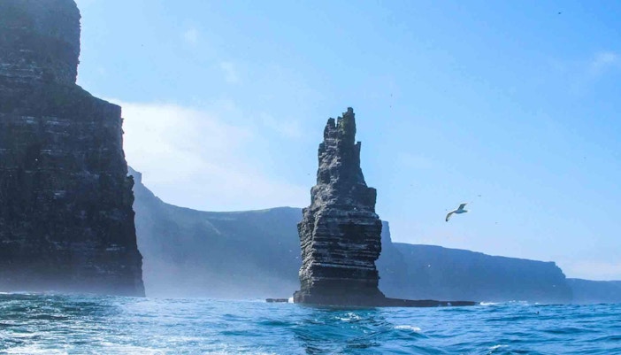 Cliffs of Moher sea stack with seagull flying over ocean, Ireland.