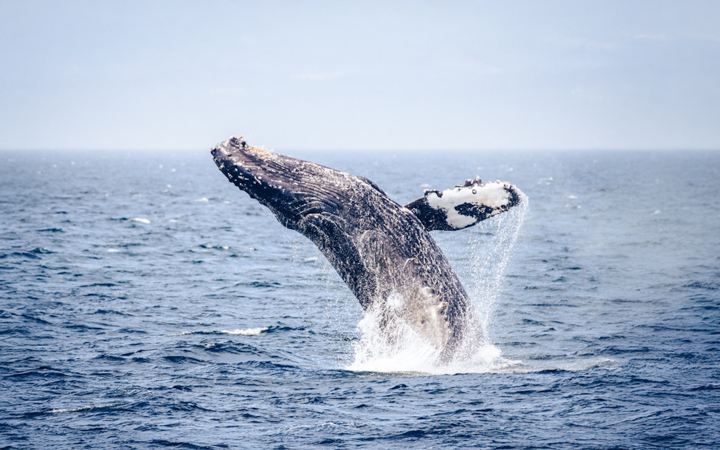 Humpback whale breaching in ocean waters.