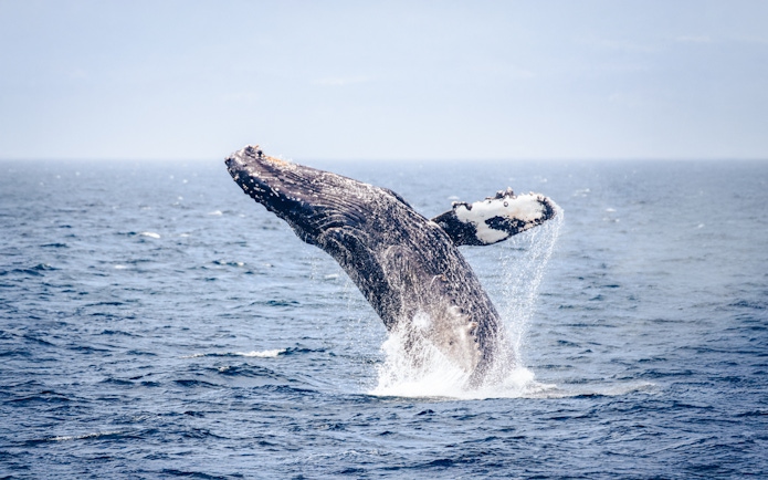 Humpback whale breaching in ocean waters.