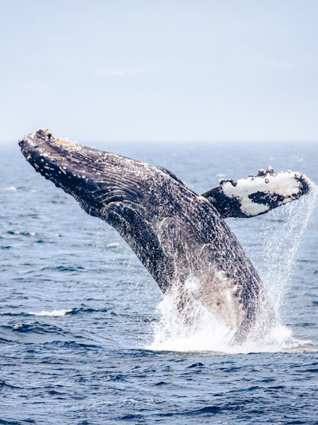 Humpback whale breaching in ocean waters.