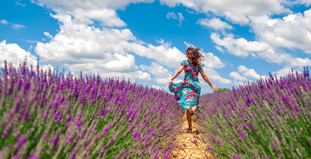 Lavender Tours in Provence