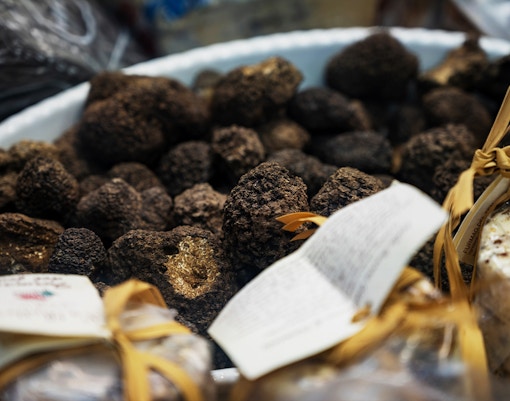 Truffle hunting experience in the forests of Tuscany, Italy.
