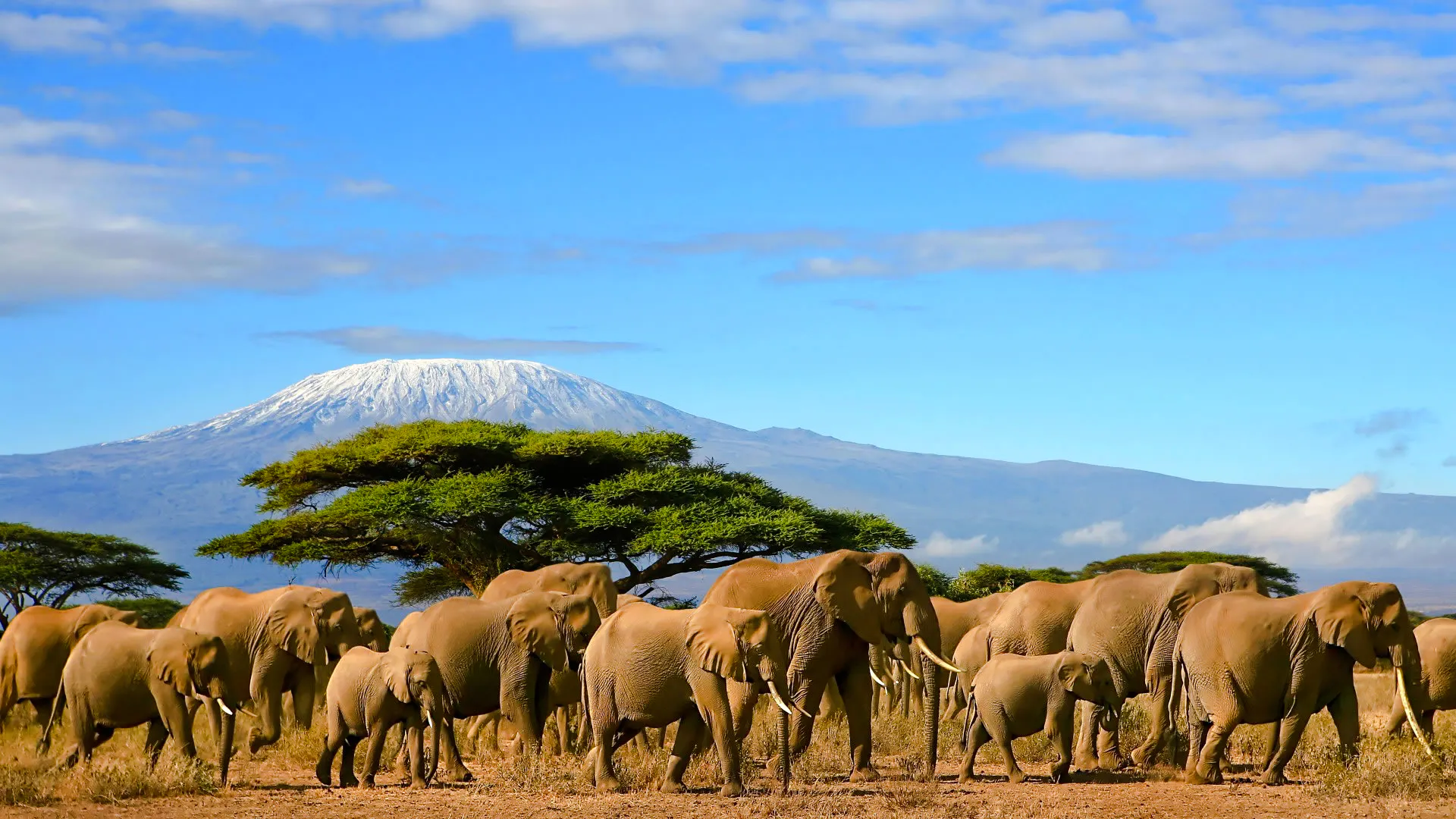 Elephants walking in front of Mount Kilimanjaro, Amboseli National Park, Kenya.