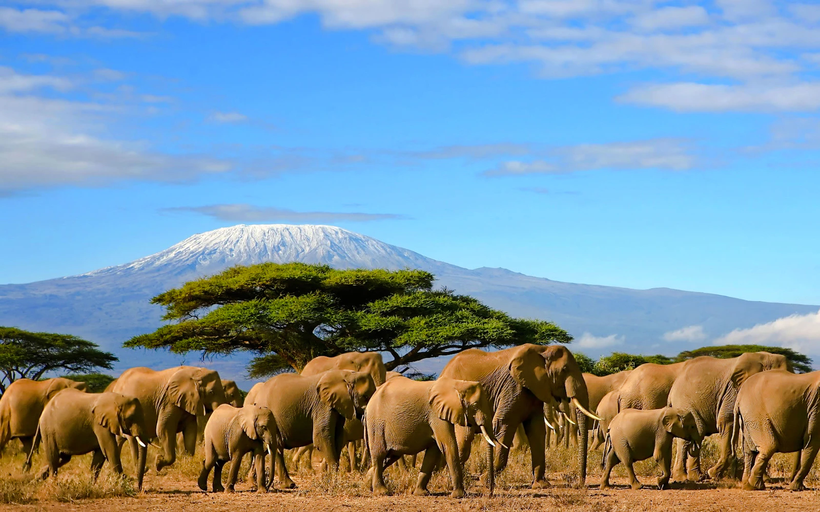 From Nairobi: 2-Day Amboseli National Park Safari (Product 56405)