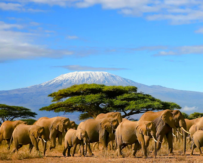 From Nairobi: 2-Day Amboseli National Park Safari (Product 56405)