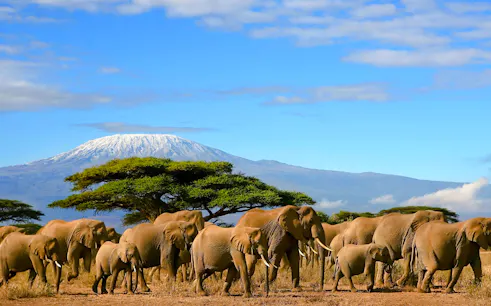 Elephants walking in front of Mount Kilimanjaro, Amboseli National Park, Kenya.