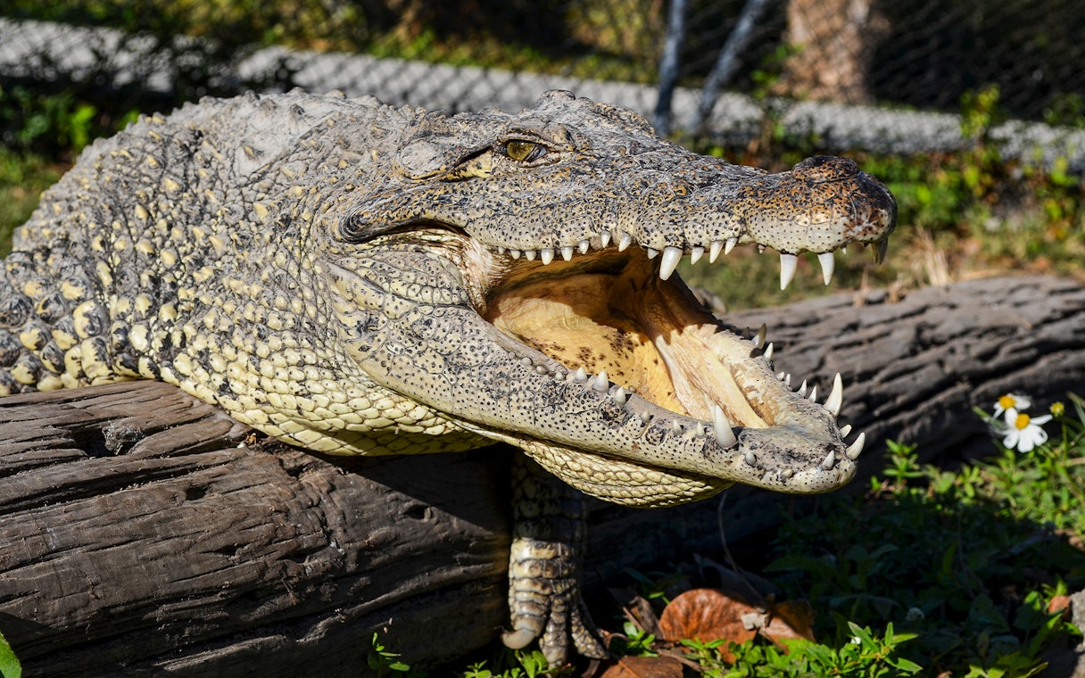 Crocodile resting on a log at a Miami wildlife park, part of Big Bus Miami Hop On Hop Off Tour.