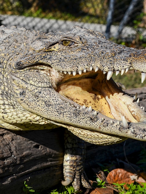 Crocodile resting on a log at a Miami wildlife park, part of Big Bus Miami Hop On Hop Off Tour.