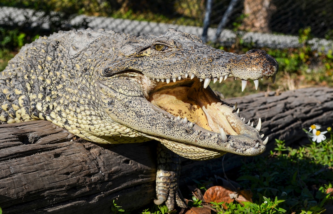 Crocodile resting on a log in the Everglades, Miami tour.