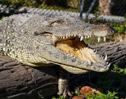 Crocodile resting on a log in the Everglades, Miami tour.
