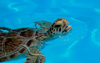 Sea turtle swimming in Cairns Aquarium Turtle Hospital pool.