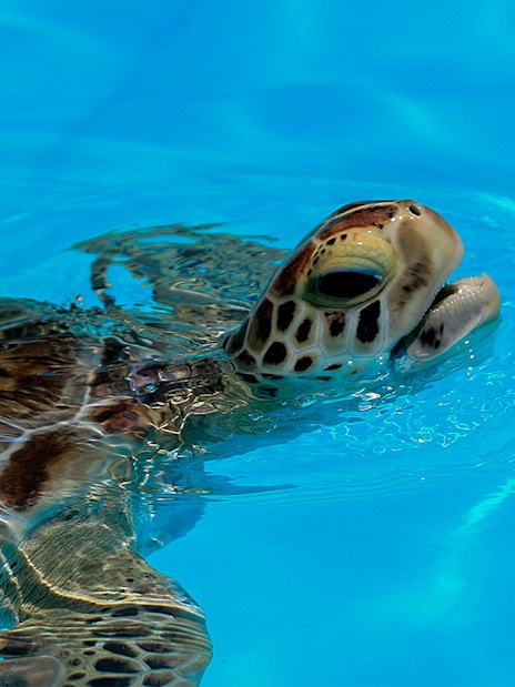 Sea turtle swimming in Cairns Aquarium Turtle Hospital pool.
